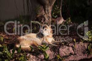 Old elderly New Guinea Singing Dog Canis lupus dingo