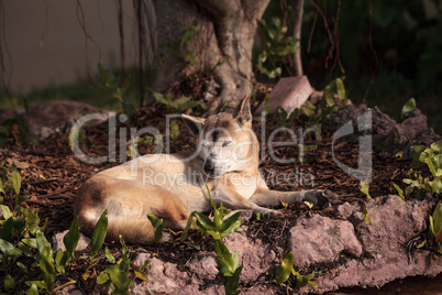 Old elderly New Guinea Singing Dog Canis lupus dingo