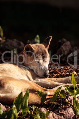 Old elderly New Guinea Singing Dog Canis lupus dingo