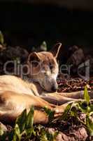 Old elderly New Guinea Singing Dog Canis lupus dingo