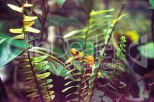 Panamanian Golden Frog Atelopus zeteki is rare