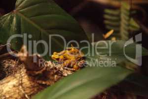 Panamanian Golden Frog Atelopus zeteki is rare