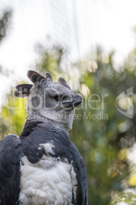 Harpy eagle Harpia harpyja raptor perched on a branch