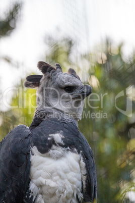 Harpy eagle Harpia harpyja raptor perched on a branch