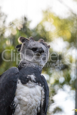 Harpy eagle Harpia harpyja raptor perched on a branch