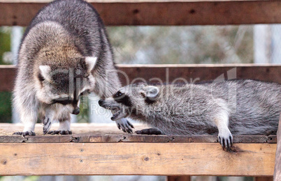 Playing raccoon Procyon lotor pair on a porch