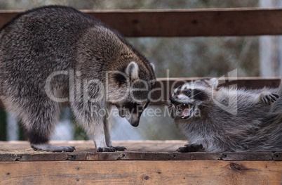 Playing raccoon Procyon lotor pair on a porch