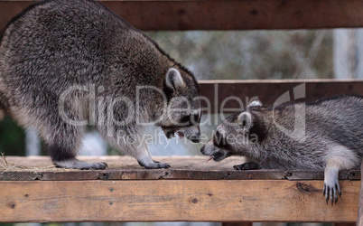 Playing raccoon Procyon lotor pair on a porch