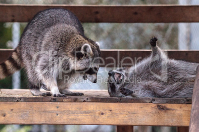 Playing raccoon Procyon lotor pair on a porch