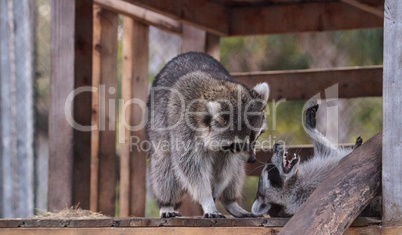 Playing raccoon Procyon lotor pair on a porch