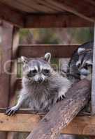 Playing raccoon Procyon lotor pair on a porch