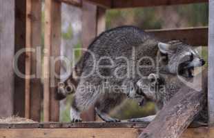 Playing raccoon Procyon lotor pair on a porch