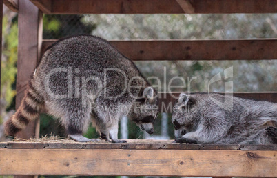 Playing raccoon Procyon lotor pair on a porch