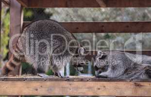 Playing raccoon Procyon lotor pair on a porch