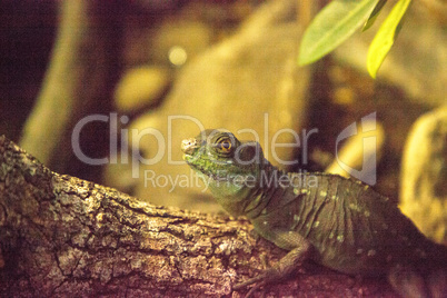 Plumed Basilisk lizard Basiliscus plumifrons