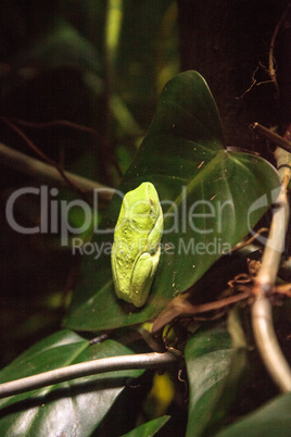 Red-eyed tree frog Agalychnis callidryas rest on a leaf