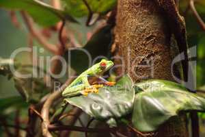 Red-eyed tree frog Agalychnis callidryas rest on a leaf