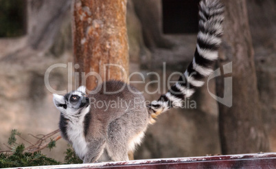 Ring tailed lemur Lemur catta is a threatened species