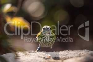 Spotted tanager bird Tangara punctate is a neotropical bird