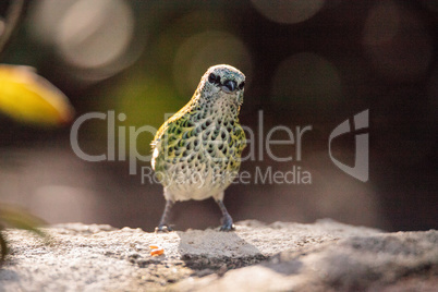 Spotted tanager bird Tangara punctate is a neotropical bird