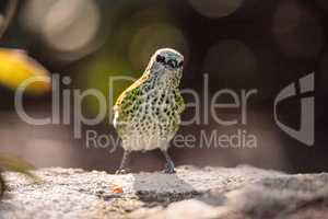 Spotted tanager bird Tangara punctate is a neotropical bird