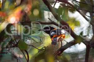 Venezuelan troupial bird Icterus icterus