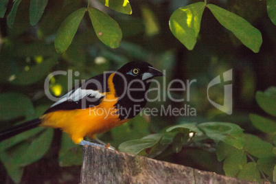 Venezuelan troupial bird Icterus icterus