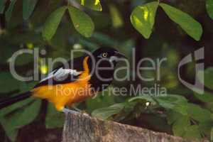 Venezuelan troupial bird Icterus icterus