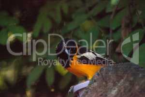 Venezuelan troupial bird Icterus icterus