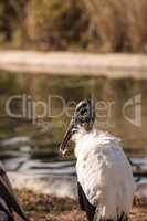 Wood stork Mycteria Americana stands in a marsh