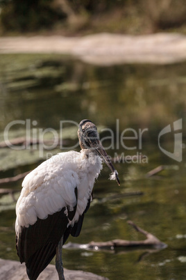 Wood stork Mycteria Americana stands in a marsh