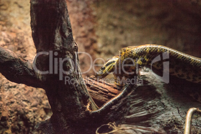 Yellow Anaconda snake Eunectes notaeus