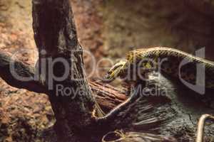 Yellow Anaconda snake Eunectes notaeus