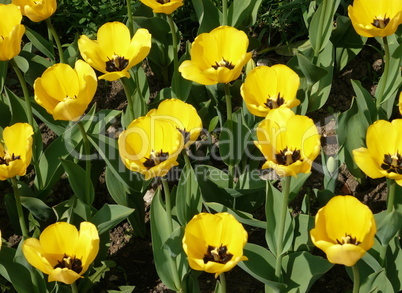 yellow tulip