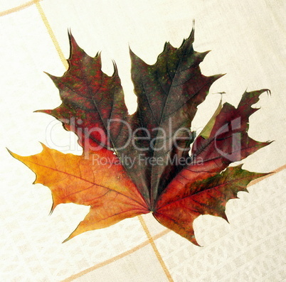 maple leaf on tablecloth