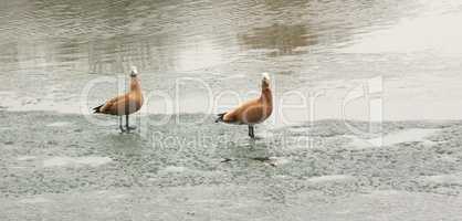 two geese on ice