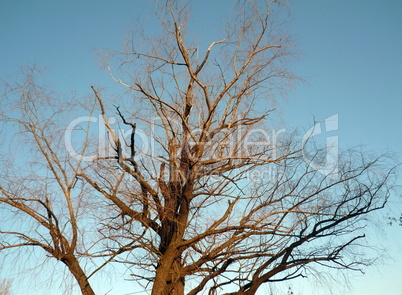 naked tree