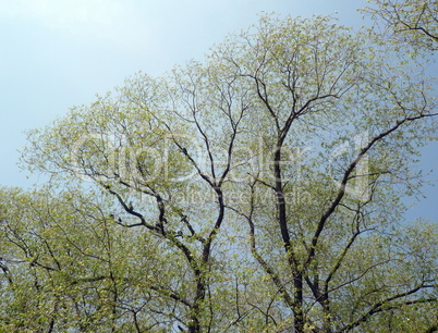 tree at spring