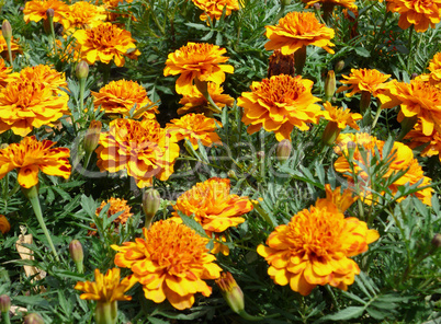 yellow flowers on flowerbed