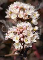 Common ninebark, Physocarpus opulifolius