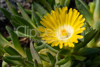 Midday flower, Delosperma congestum