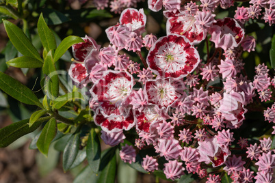 Mountain laurel, Kalmia latifolia