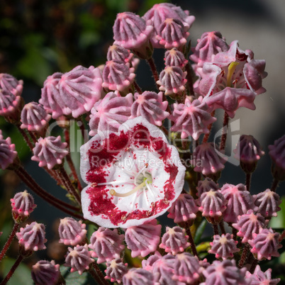 Mountain laurel, Kalmia latifolia