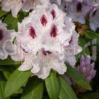 Rhododendron Hybrid Calsap, Rhododendron hybrid
