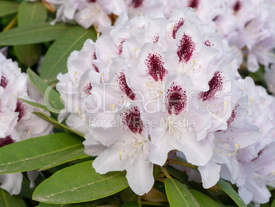 Rhododendron Hybrid Calsap, Rhododendron hybrid