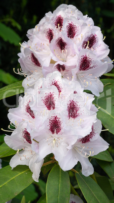 Rhododendron Hybrid Calsap, Rhododendron hybrid