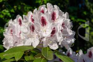 Rhododendron Hybrid Calsap, Rhododendron hybrid