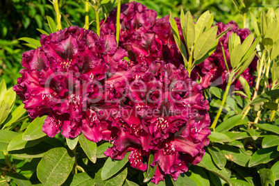 Rhododendron Hybrid Midnight Beauty, Rhododendron hybrid