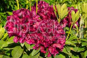 Rhododendron Hybrid Midnight Beauty, Rhododendron hybrid