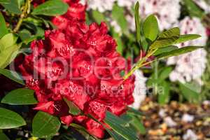 Rhododendron Hybrid Rabatz, Rhododendron hybrid